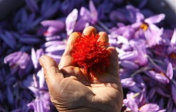 سود 40 میلیون تومانی چینی‌ها از فروش زعفران ایرانی! 
