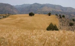 اختصاص 7 هزار میلیارد تومان برای خرید گندم از کشاورزان