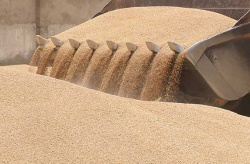 خریداری بیش از930 هزار تن گندم از کشاورزان خوزستانی