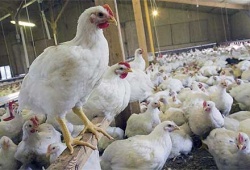 عضو هیات مدیره اتحادیه مرغ گوشتی: مرغ در ماه رمضان هم به قیمت واقعی خود نرسید