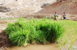 بلاتکلیفی برنجکاران خوزستانی در فصل کشت برنج