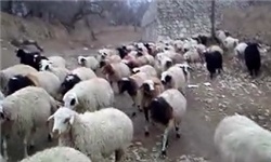 رئیس اداره دامپزشکی دشت آزادگان خبر داد؛ انجام اقدامات قرنطینه‌ای برای صادرات بیش از 6 هزار راس گوسفند از دشت‌آزادگان