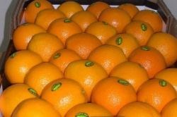 خضری اعلام کرد: سکوت مقابل ورود مجدد۲۰۰۰ تن پرتقال آلوده!