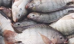 مدیرکل شیلات خوزستان اعلام کرد؛ افزایش گسترده گونه وحشی و مخرب ماهی تیلاپیا در منابع آبی خوزستان