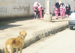 هشدار ريیس مركز بهداشت غرب اهواز به مسوولان شهرداري : سگ هاي ولگرد آسایش شهروندان را سلب كرده اند!