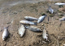 رییس محیط زیست ایذه : ریختن سم علت مرگ  ماهی‌های رودخانه رمه‌چر است