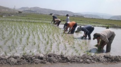 با توجه به کاشت جنجال برانگیز برنج ؛ دليل کشت بي رويه دخالت سياسيون است