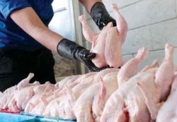 معاون سازمان صمت خوزستان : مرغداران عامل اصلی گرانی مرغ هستند