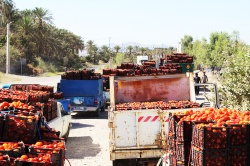 وزیر جهاد کشاورزی : کشاورزان ایرانی نباید با سیگنال عراقی‌ها محصول بکارند