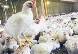 به دنبال مسائل پشت پرده ؛ می‌خواهند در تولید مرغ محتاج خارج از کشور باشیم