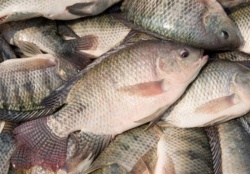 موجود خطرناکی كه منابع آبی خوزستان را تهديد مي كند  ؛ ماهی مهاجم تیلاپیا گونه‌های بومی را نابود كرده است