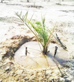 جهاد کشاورزی خوزستان : اعتباری براي انجام توسعه نخیلات وجود ندارد