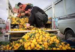 استاندار خوزستان : واردات پرتقال شمال به استان ممنوع است