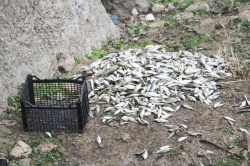 تکرار یک فاجعه زیست محیطی؛ ماهی‌هایی که در تالاب میانگران ایذه جان می‌دهند