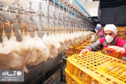 معاون استاندار خوزستان : مجوز کشتارگاه‌های مرغ متخلف باطل مي شود