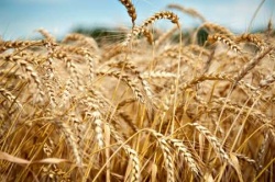 مدیر تعاون روستایی خوزستان : کشاورزان گندم و کلزای  خود را به دلالان نفروشند