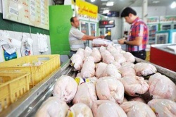 نایب رئیس کمیسیون کشاورزی مجلس : تداوم زیان تولیدکنندگان باعث گراني مرغ مي شود