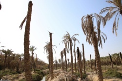 فعال محیط زیست خوزستان : عواقب انتقال آب كارون 100 برابر خطرناكتر از كرونا است