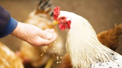مدیرعامل اتحادیه مرغداران گوشتی : ساماندهی بازار تنها درحد حرف است!