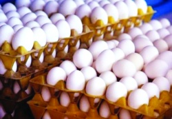 رئیس هیات مدیره اتحادیه مرغ تخم گذار : تخم مرغ شانه‌اي 50 هزار تومان مي‌شود!