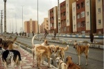 جمع آوری غیر اصولی سگ های بلاصاحب از سوی شهرداری اهواز