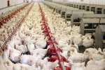 افزایش شیوع بیماری‌ها در مرغداری‌های خوزستان/ خوزستان در ماه آینده با مشکل کمبود مرغ مواجه خواهد شد