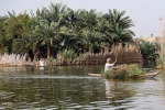 مدیرکل منابع طبیعی و آبخیزداری خوزستان: دستور توقف اجرای طرح پتروپالایش ملل در تالاب شادگان