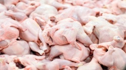 آغاز خرید مرغ مازاد تولیدی در خوزستان/ توقف توزیع مرغ منجمد در بازار استان