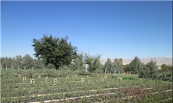 خبرگزاری فارس: اجرای عملیات احداث نهالستان جدید شهرداری خرمشهر خبرگزاری فارس: اجرای عملیات احداث نهالستان جدید شهرداری خرمشهر