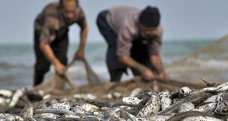 روزنامه نسیم خوزستان از صید غیر قانونی و بی رویه ماهی با برق در رودخانه های استان گزارش می دهد ؛ مسئولان خوزستان، تماشاچیان خوبی هستند