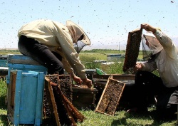 مدیرعامل اتحادیه تعاونی‌های کشاورزی زنبورداری خوزستان : خسارت 36 میلیاردي  زنبورداران از  ریزگردها و سبزقباها
