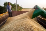 مدیرکل غله و خدمات بازرگانی خوزستان:۲۱۰ هزار تن گندم در خوزستان خریداری شد