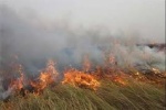 مدیرکل حفاظت محیط زیست خوزستان: دود آتش سوزی هورالعظیم چهار شهرستان خوزستان را فراگرفت