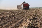 برداشت نزدیک به ۹۳۰ هزار تن چغندر قند در خوزستان