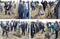 شهردار آبادان : احداث باغ فدک با ۶۰۰ پاجوش نخل آغاز شد