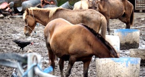 کشف هزار و پانصد کیلو «گوشت اسب» از یکی از بزرگ‌ترین تأمین‌کنندگان گوشت استان خوزستان